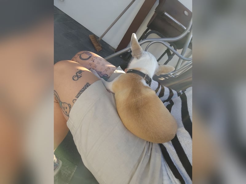 Chihuahua Deckrüde Hannibal