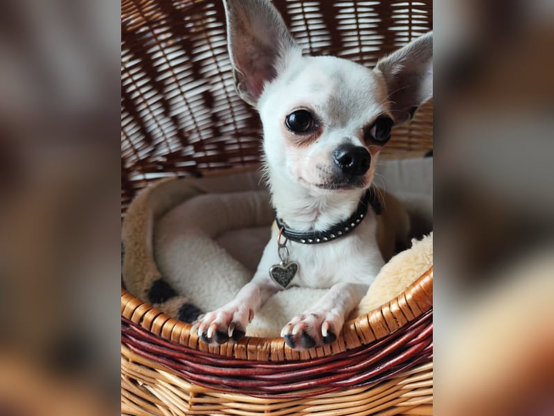 Chihuahua Deckrüde Hannibal