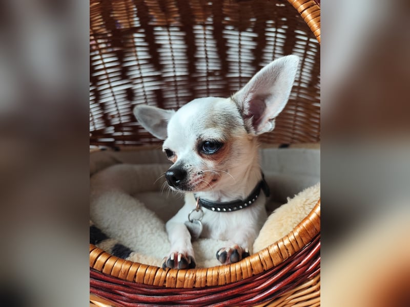 Chihuahua Deckrüde Hannibal