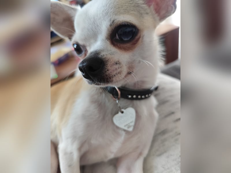 Chihuahua Deckrüde Hannibal