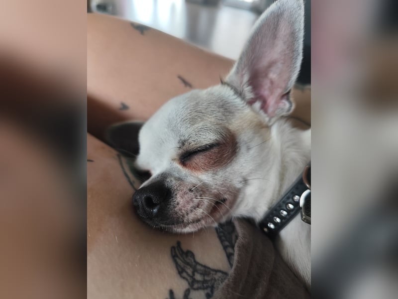 Chihuahua Deckrüde Hannibal
