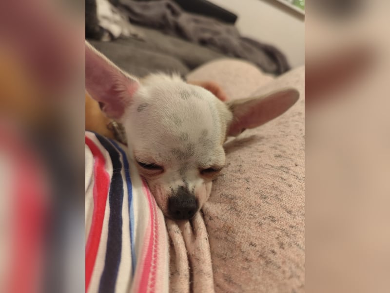 Chihuahua Deckrüde Hannibal