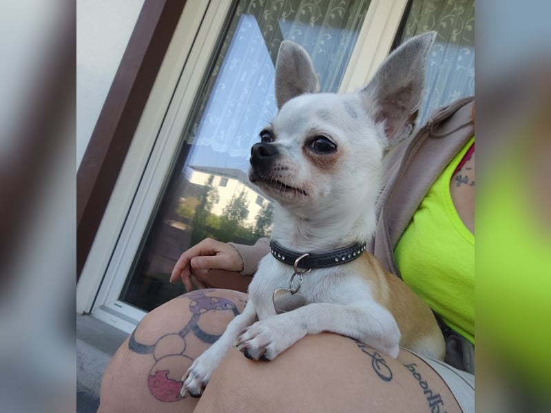 Chihuahua Deckrüde Hannibal