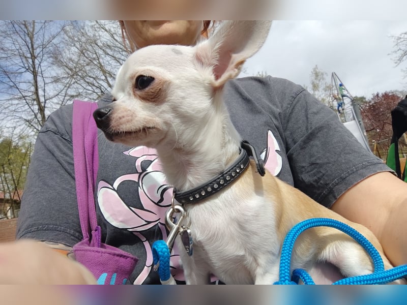 Chihuahua Deckrüde Hannibal