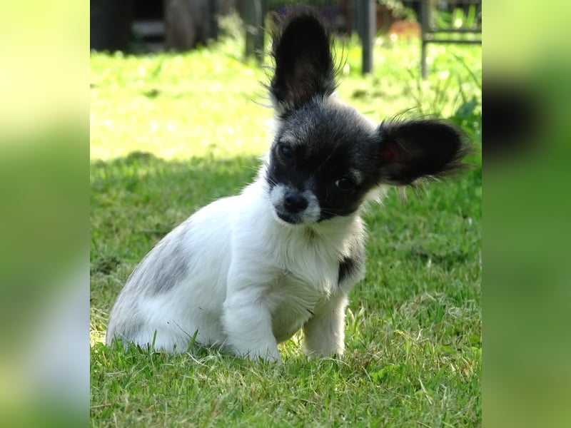 kleiner Chihuahua-Rüde, Langhaar