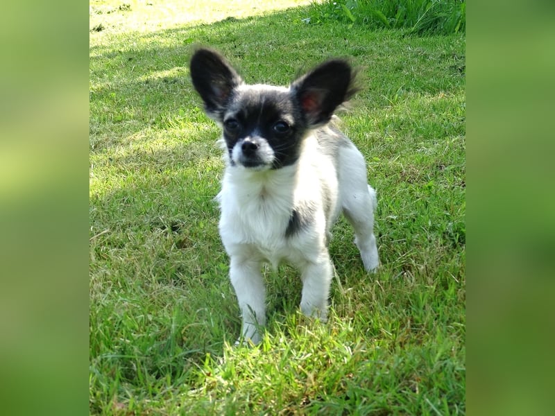 kleiner Chihuahua-Rüde, Langhaar