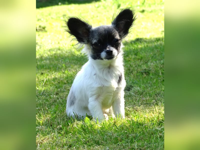 kleiner Chihuahua-Rüde, Langhaar