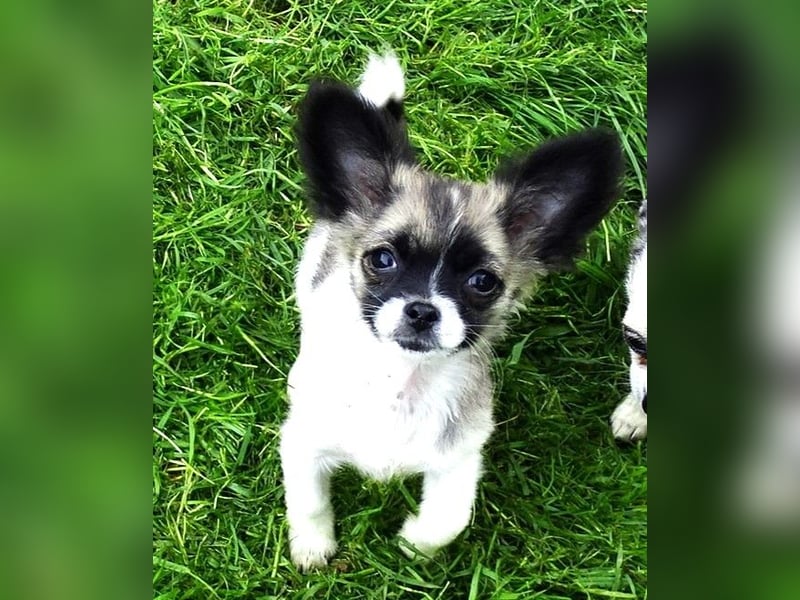 kleiner Chihuahua-Rüde, Langhaar