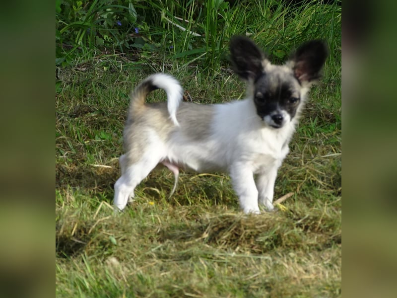 kleiner Chihuahua-Rüde, Langhaar