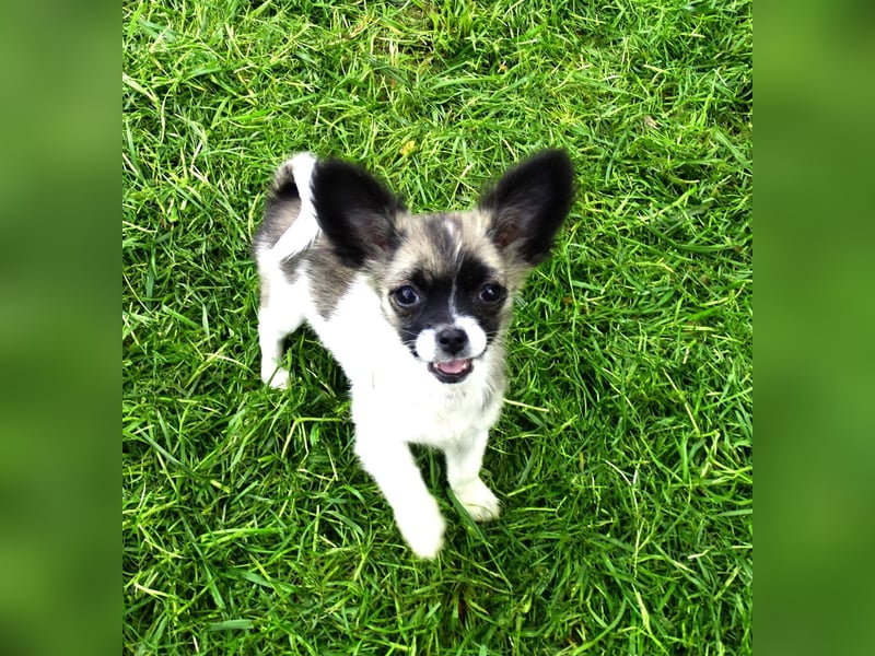 kleiner Chihuahua-Rüde, Langhaar