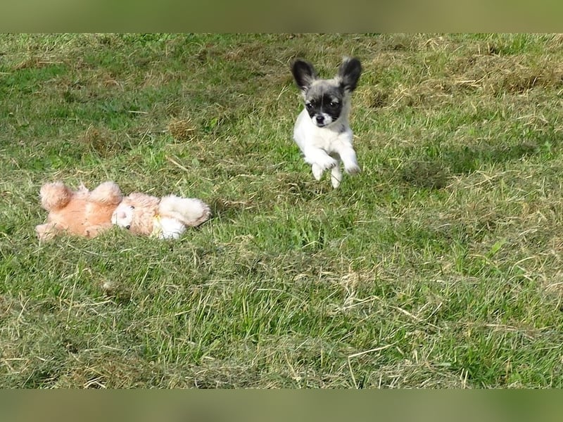 kleiner Chihuahua-Rüde, Langhaar