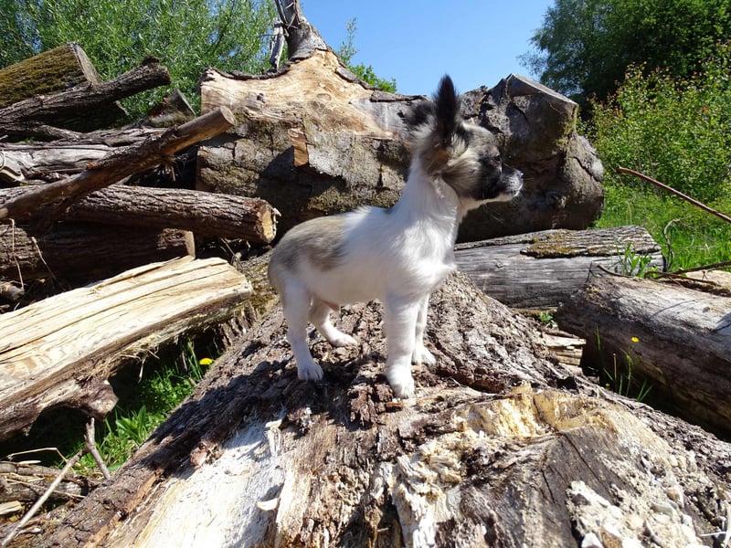 kleiner Chihuahua-Rüde, Langhaar