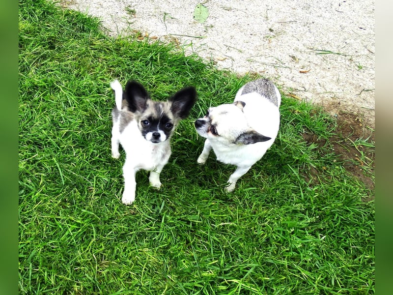 kleiner Chihuahua-Rüde, Langhaar
