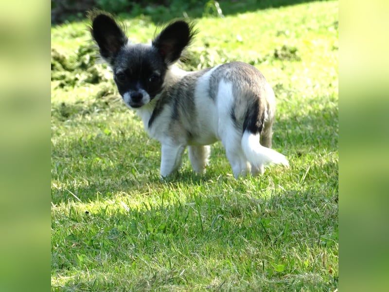 kleiner Chihuahua-Rüde, Langhaar