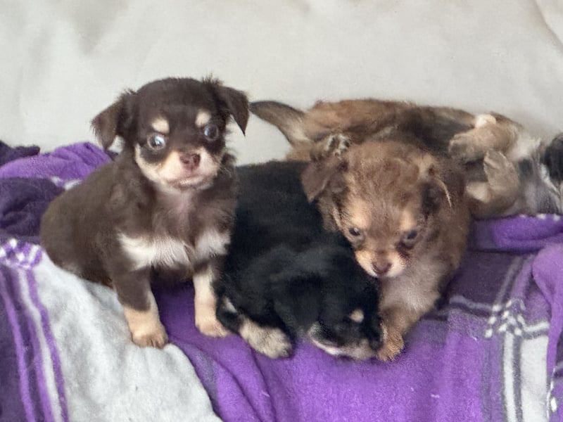 Chihuahua Welpen 