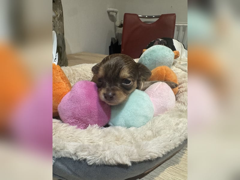 Chihuahua Welpen 