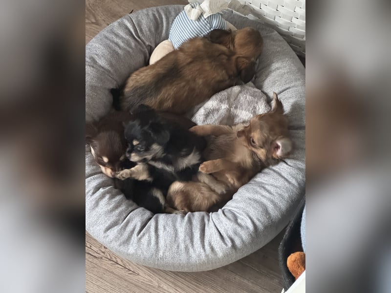 Chihuahua Welpen 