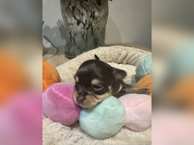 Chihuahua Welpen 