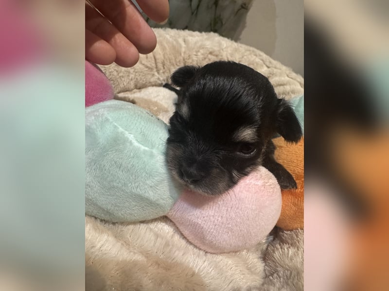 Chihuahua Welpen 
