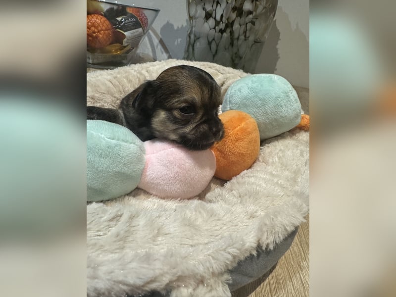 Chihuahua Welpen 