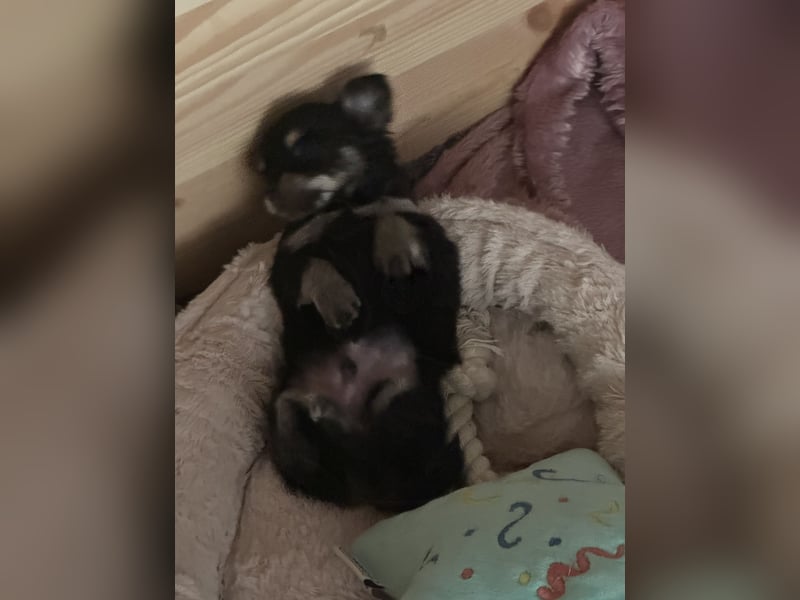 Chihuahua Welpen 