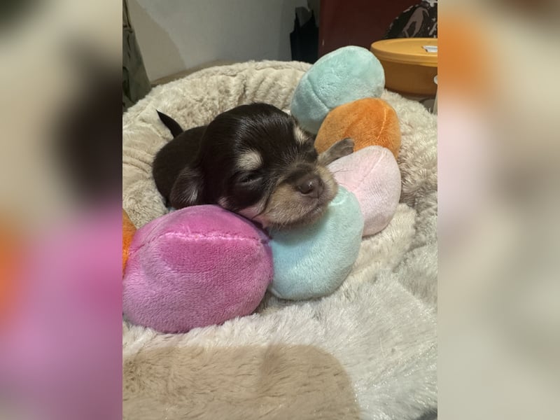 Chihuahua Welpen