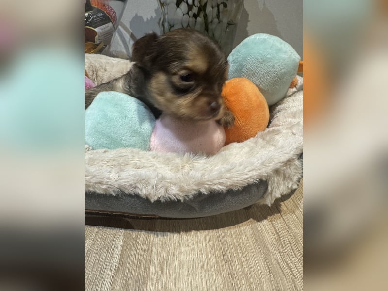 Chihuahua Welpen 