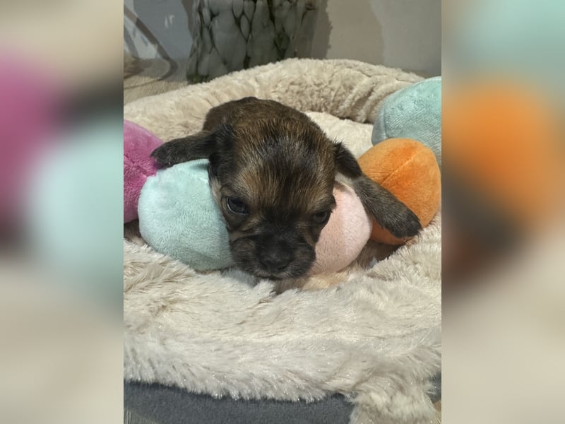 Chihuahua Welpen 