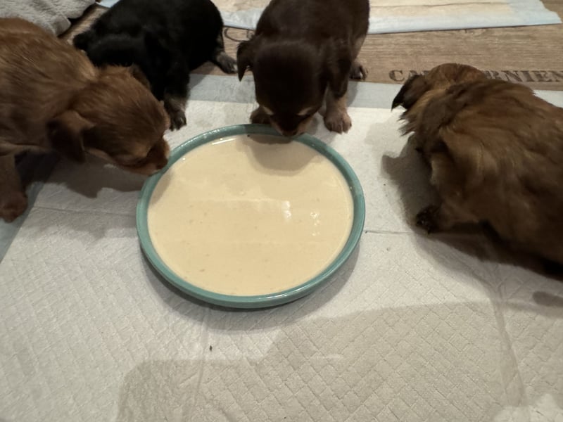 Chihuahua Welpen 