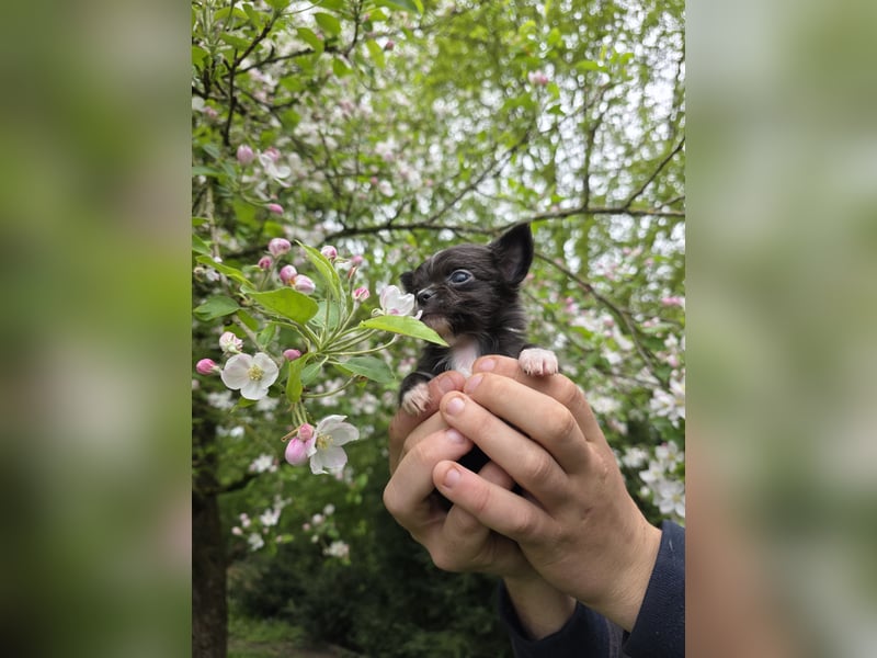 Chihuahua Welpen mit Ahnentafel