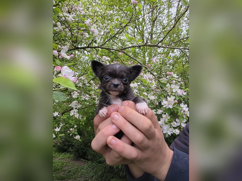 Chihuahua Welpen mit Ahnentafel