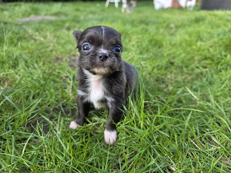 Chihuahua Welpen mit Ahnentafel