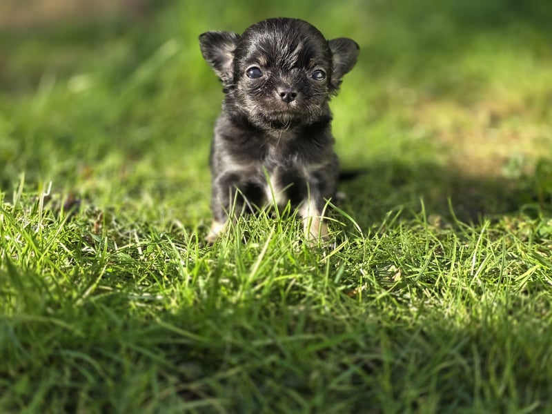 Chihuahua Welpen mit Ahnentafel