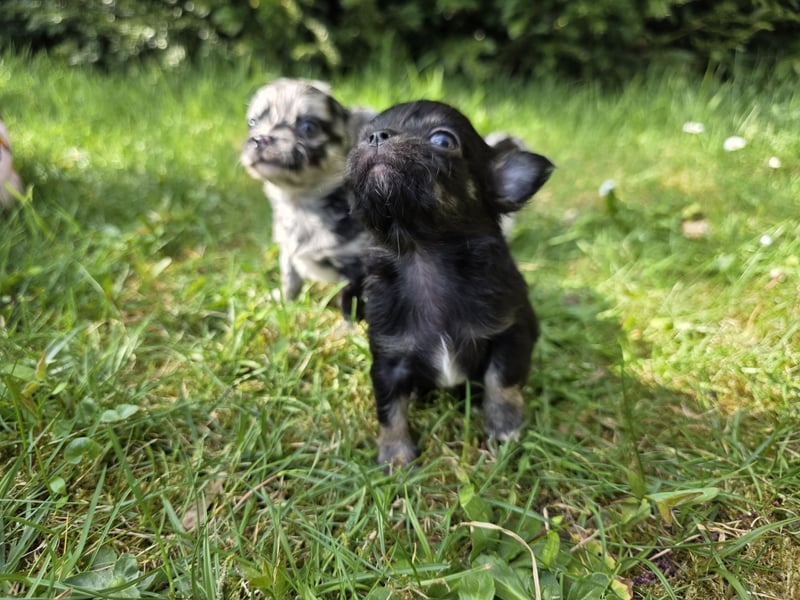 Chihuahua Welpen mit Ahnentafel
