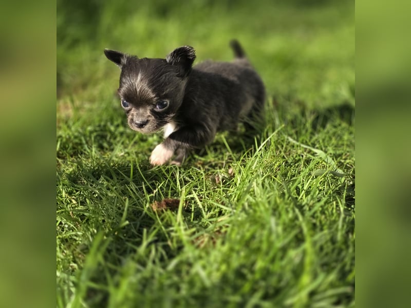 Chihuahua Welpen mit Ahnentafel