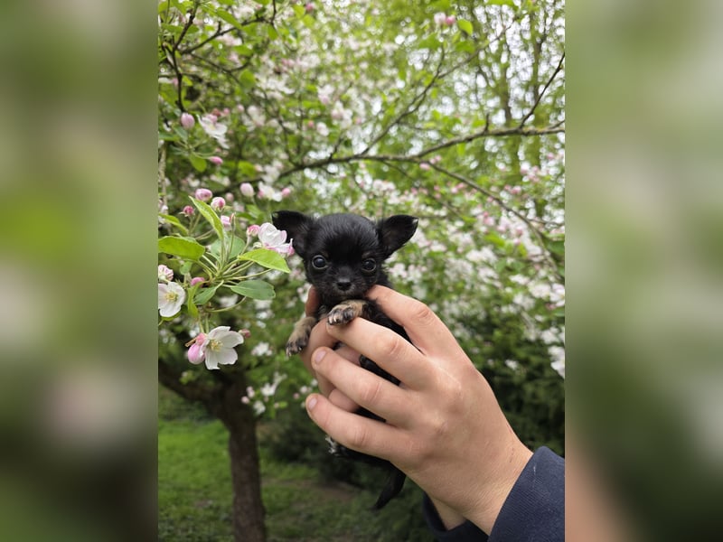 Chihuahua Welpen mit Ahnentafel
