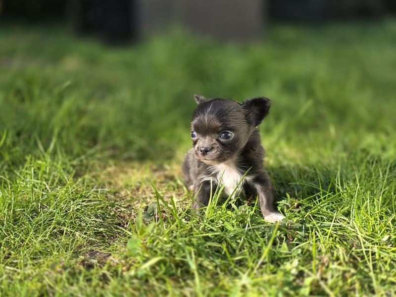Chihuahua Welpen mit Ahnentafel