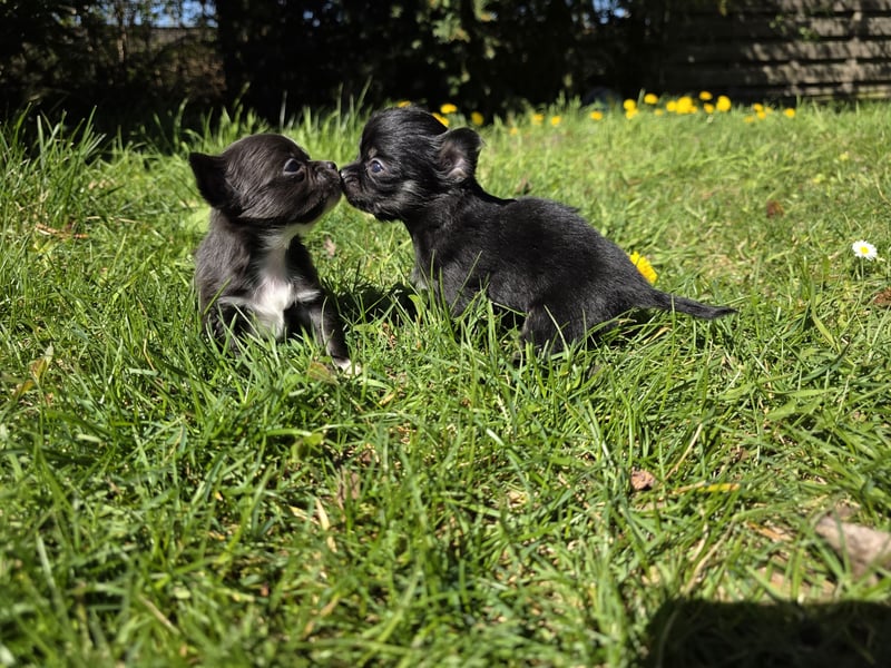 Chihuahua Welpen mit Ahnentafel