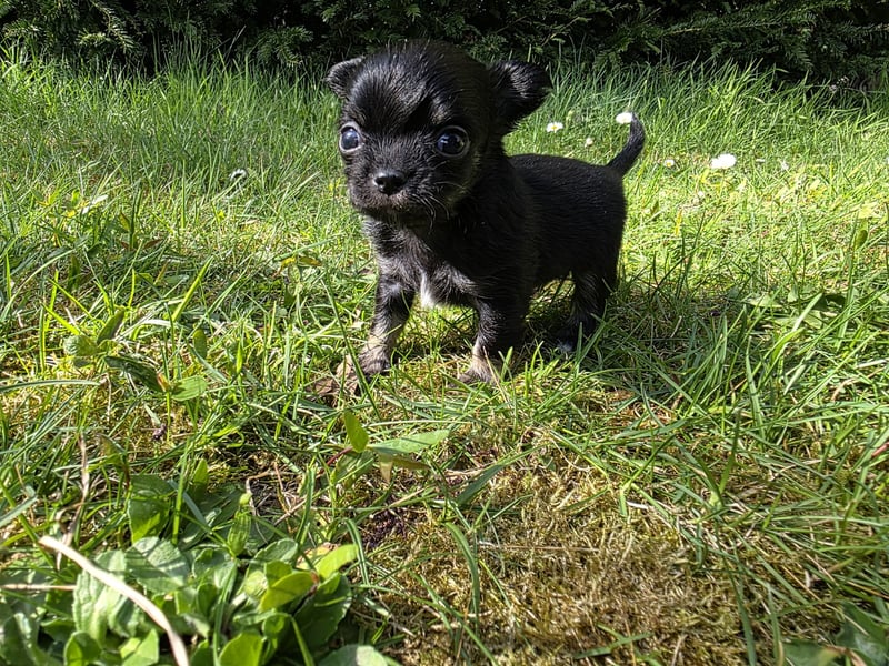Chihuahua Welpen mit Ahnentafel
