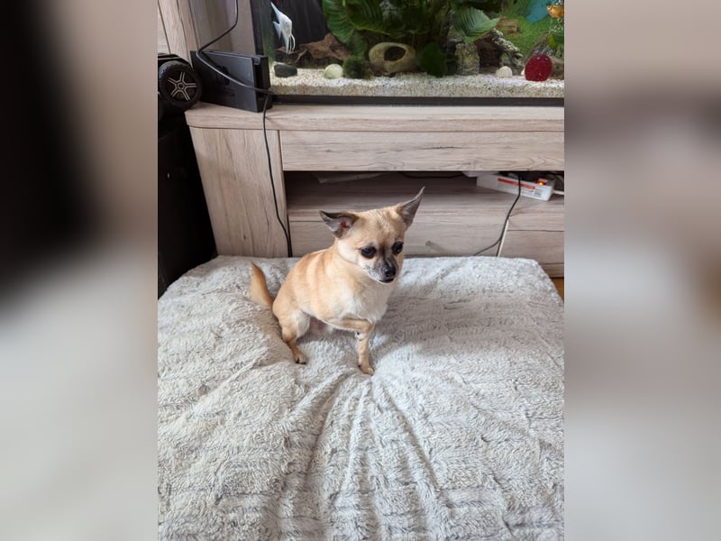 2 Chihuahua Mischlingsrüden suchen ein liebevolles neues Zuhause