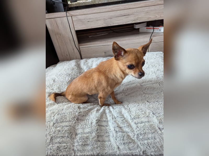2 Chihuahua Mischlingsrüden suchen ein liebevolles neues Zuhause