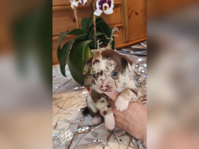 Chihuahua