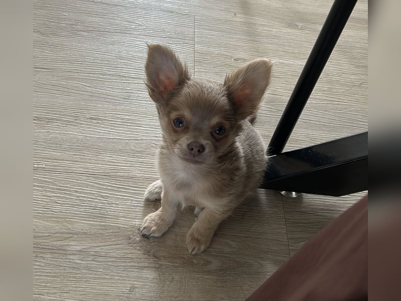 Chihuahua Welpe lilac