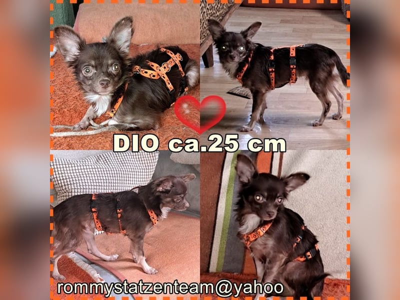 Dio sucht ein ländliches, ruhiges Heim (76327 Pfinztal)