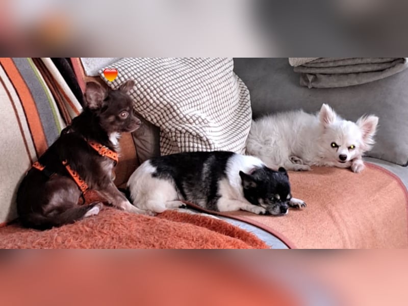 Dio sucht ein ländliches, ruhiges Heim (76327 Pfinztal)
