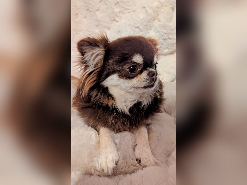Chihuahua Hündin