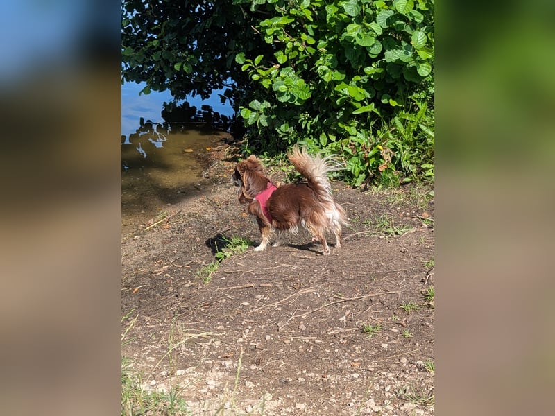 Chihuahua Hündin