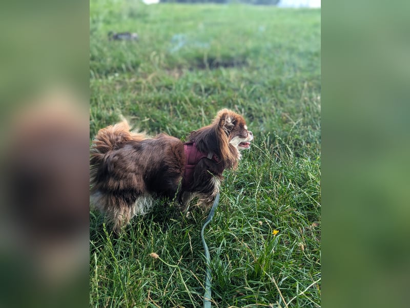 Chihuahua Hündin