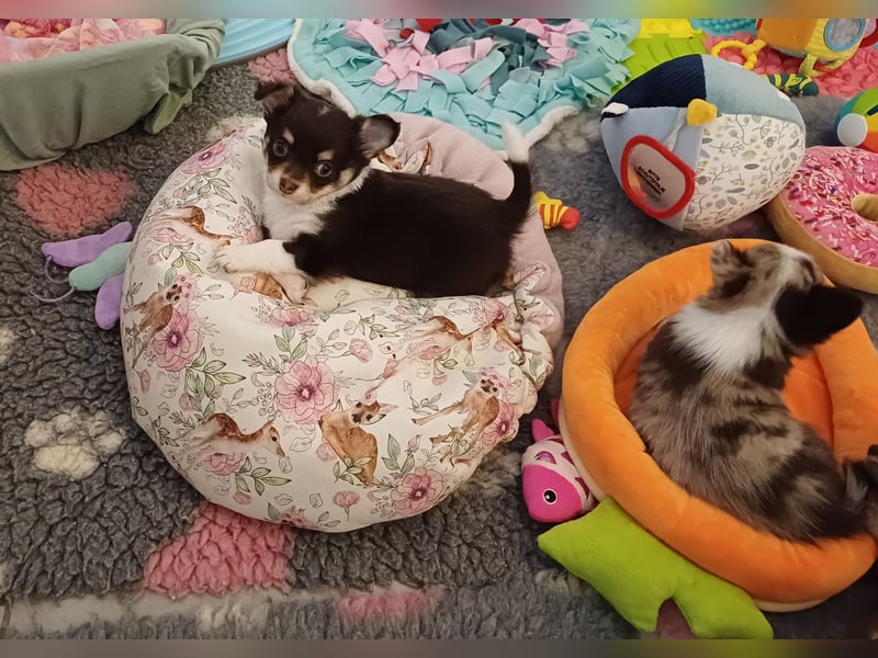 Süsser Cooper Traum Chihuahua Prinz in Schoko Husky
