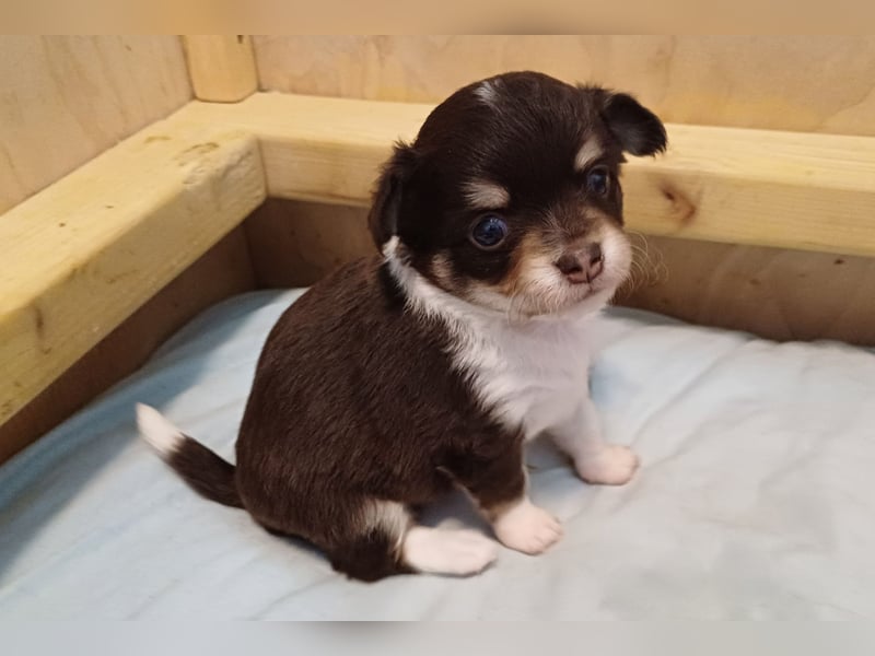 Süsser Cooper Traum Chihuahua Prinz in Schoko Husky
